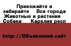 Приезжайте и забирайте. - Все города Животные и растения » Собаки   . Карелия респ.